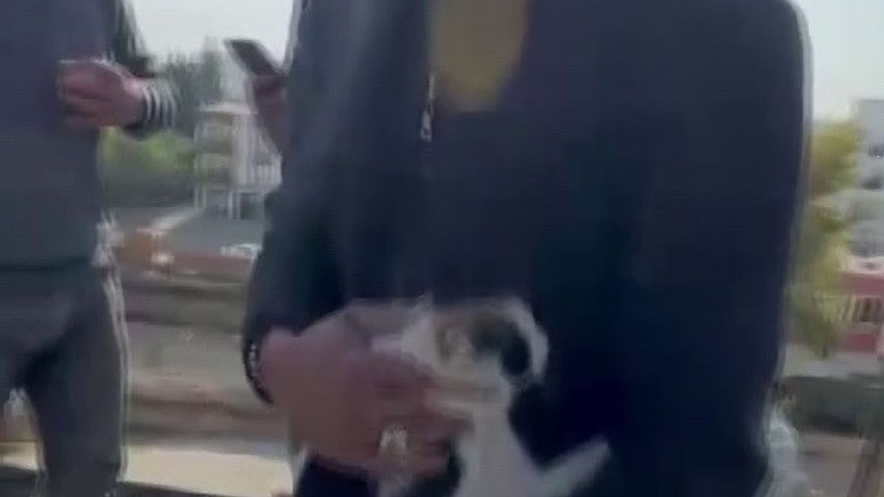 Adıyaman'da İnşaatta Sıkışan Kedi Beton Dökümü Öncesi Kurtarıldı