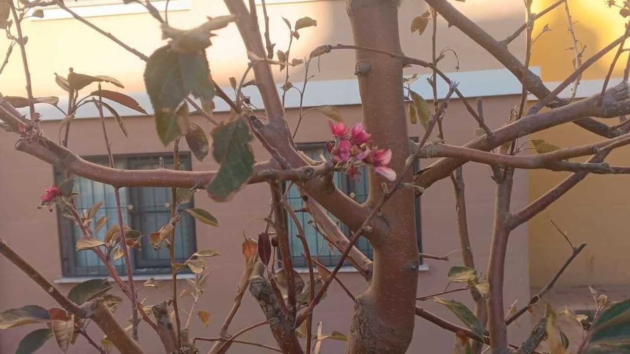 Adıyaman Gölbaşı’nda geçen yıl kuruyan ağaçlar Kasım ayında yeniden çiçek açtı