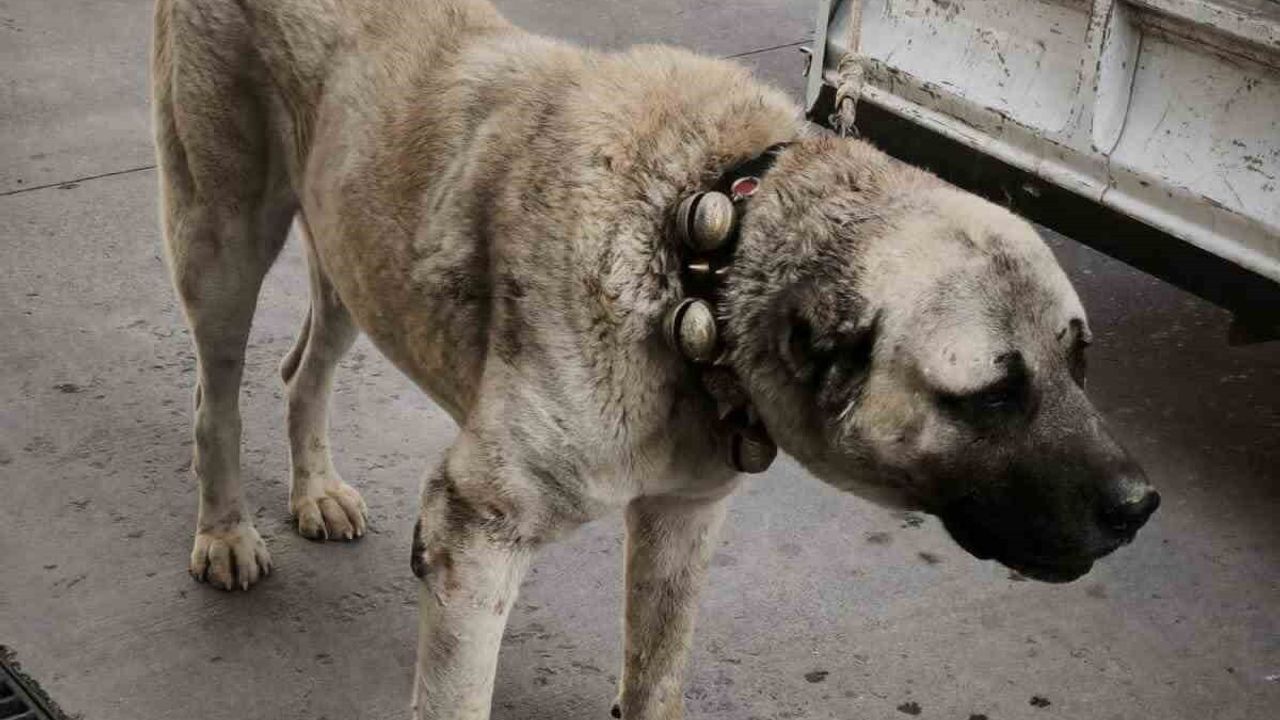 Afyonkarahisar'da dron destekli operasyon: Köpek dövüştüren 12 kişi gözaltına alındı