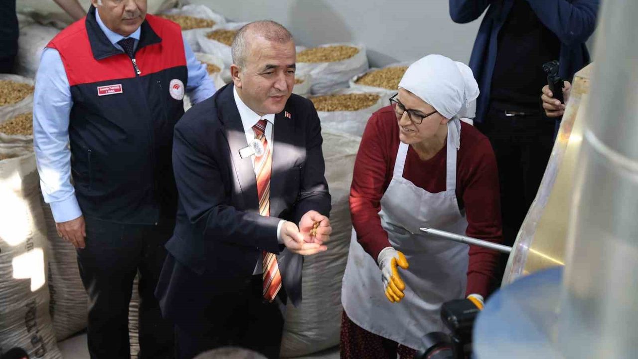 Ağın'da Yöresel Leblebi Yapımı Programı: Üretim Yeniden Başladı, Kooperatif Uygulamalı Tanıtıldı