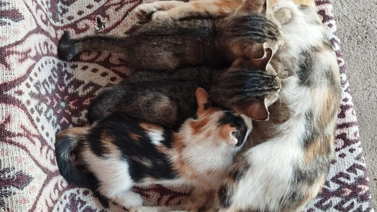 Ağrı'nın Patnos ilçesinde Seren Albay, sokak hayvanlarına evinde bakıyor