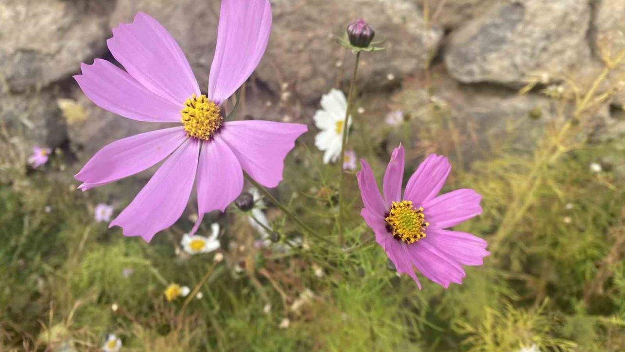 Ağrı Patnos'ta kasımda çiçek açışı: Mevsim normallerinin üzerindeki sıcaklık 'yalancı bahar' görüntüsü oluşturdu