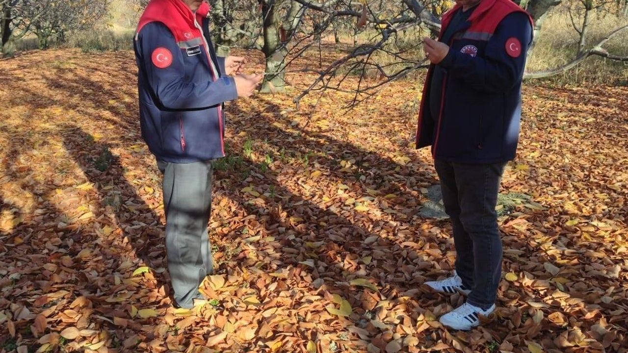 Akşehir Kirazında Saha İncelemeleri: Fenolojik Gözlemler ve Üretici Bilgilendirmesi