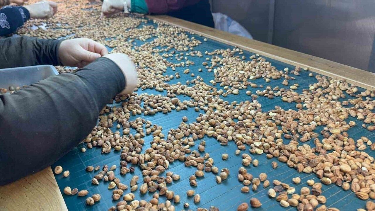 Alaplı'da fındık fiyatları yatay seyrediyor: Tüccar yükselişi 2026 Mart rekolte tespitine bağlıyor