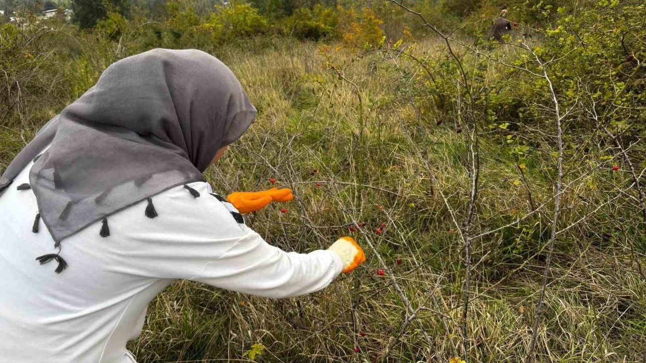 Alaplı’da kuşburnu hasadı başladı: Yöre halkı kış hazırlığına başladı