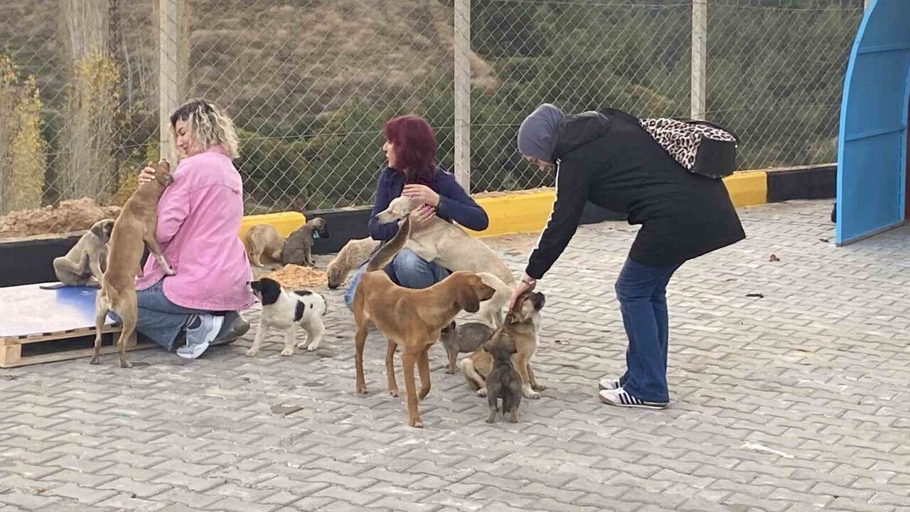 Alaşehir Evrenli Mahallesi’nde 30 dönümlük Sokak Hayvanları Doğal Yaşam Alanı açıldı