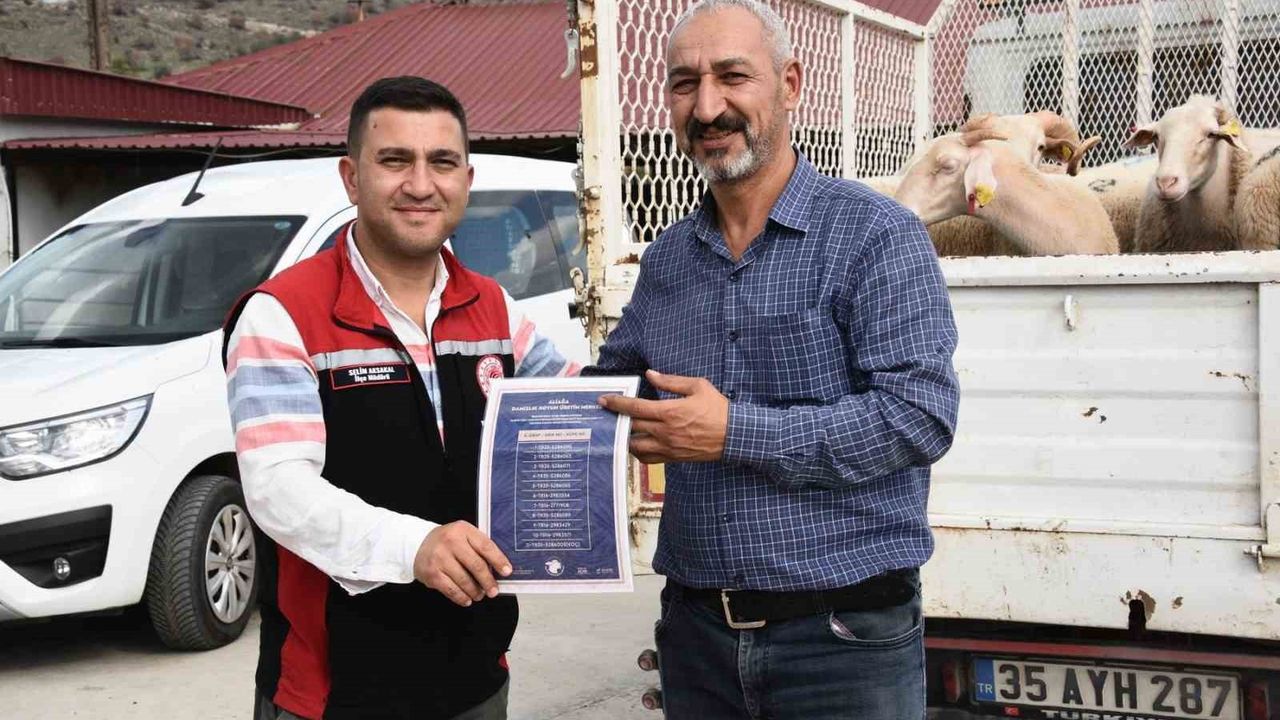 Aliağa'da Hibeli Damızlık Koyun Dağıtımı Tamamlandı: 110 Üreticiye 210 Küçükbaş Teslim Edildi
