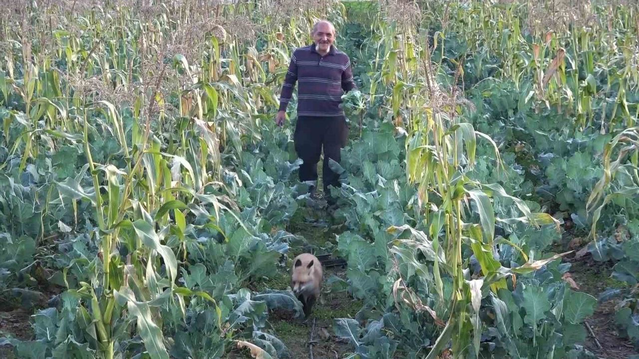 Amasya'da çiftçi ile 'Eylül' adlı tilkinin sıra dışı dostluğu: Serayı fare ve yılanlardan koruyor