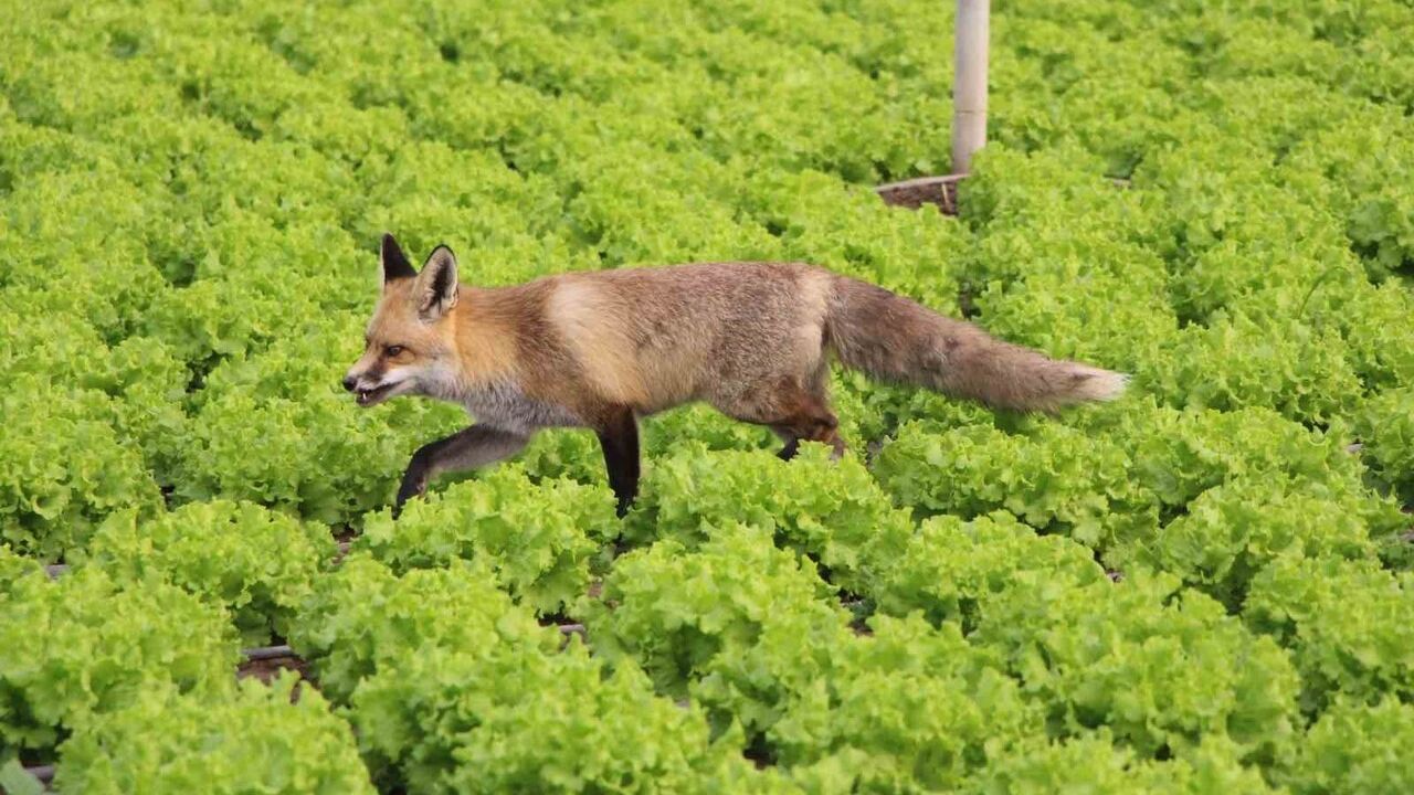 Amasya'da küs kardeşlerin tilki ilgisi: Necati mangal, Ömer pasta ile besliyor