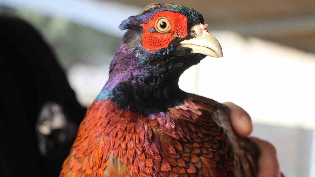 Amasya Üniversitesi Suluova MYO'da Sülün Yetiştiriciliği: Üretim 60'tan 700'e Ulaştı