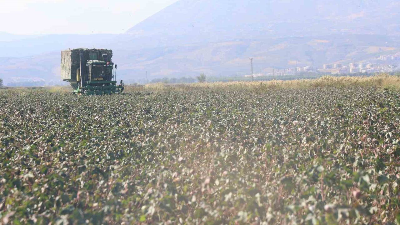 Amik Ovası'nda pamuk rekoltesi kuraklık nedeniyle düştü