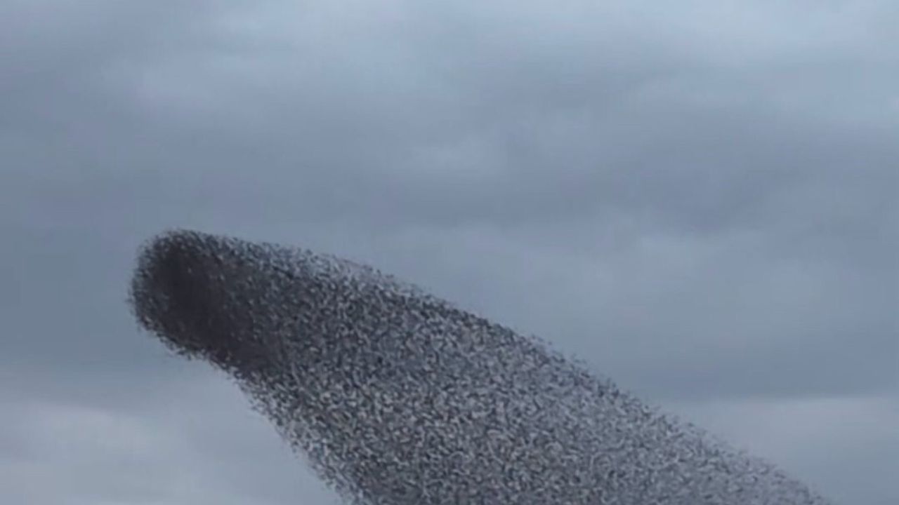 Ankara'da gün batımında sığırcık sürülerinin toplu uçuşu: Gölbaşı'nda yeni görüntüler