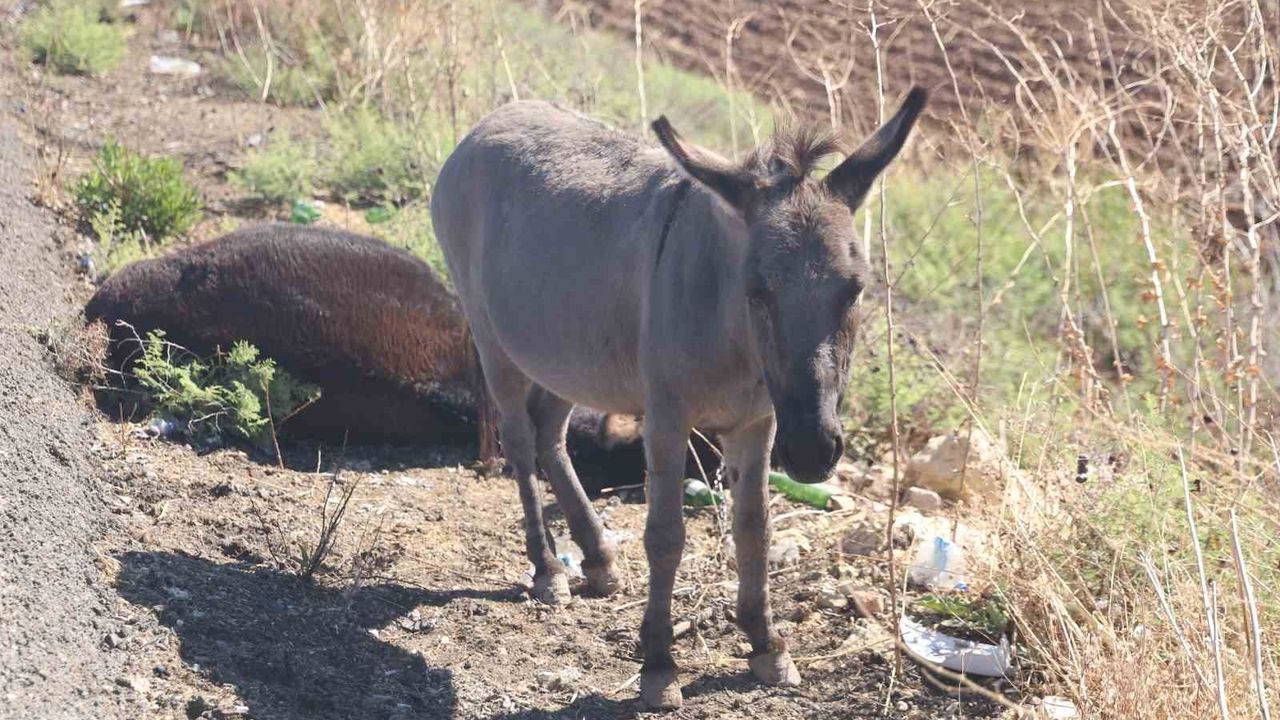 Annesi Trafik Kazasında Telef Olan Sıpa Hatay Büyükşehir Barınağında Yeni Yuva Buldu