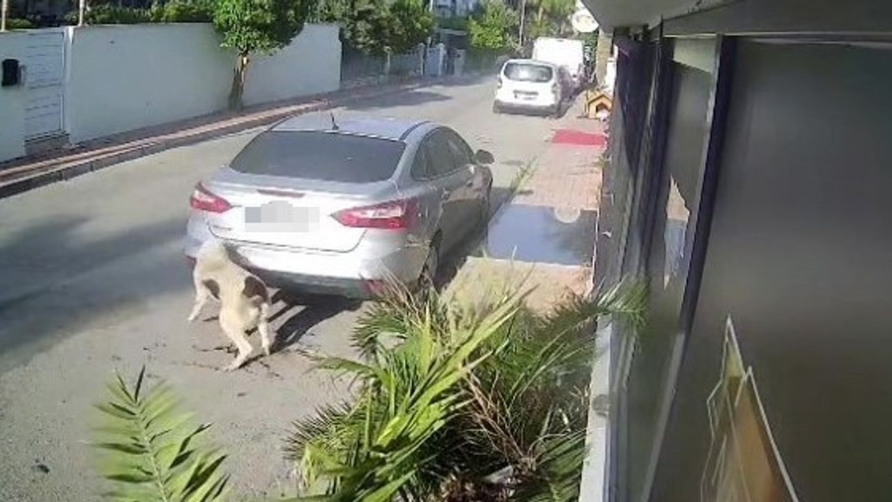 Antalya'da Köpeği Silahla Vuran Emekli Polise 4 Yıla Kadar Hapis İstemi