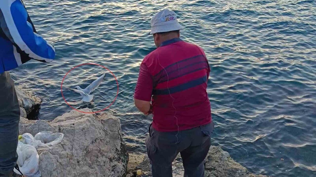 Antalya Kaleiçi Yat Limanı’nda oltasına martı takılan balıkçı martıyı kurtardı