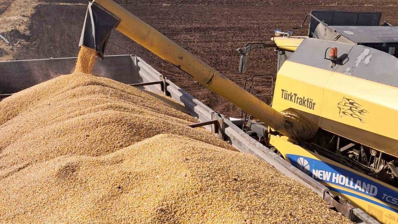 Araban Ovası'nda 2025 İkinci Ürün Silajlık Mısır Hasadı Başladı — Üreticiler Düşük Fiyattan Şikayetçi
