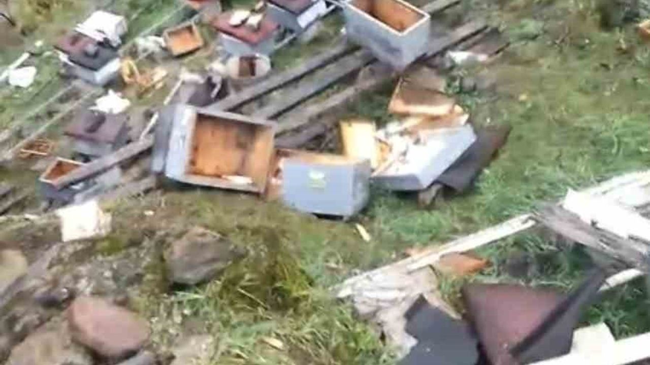 Araklı'da ayı saldırısı: Taşgeçit'te Ziya Kotaman'ın 50'den fazla arı kovanı zarar gördü