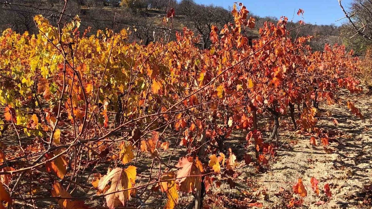 Arapgir'de Sonbahar Renkleri: Onar Mahallesi'nde Doğal Görsel Zenginlik