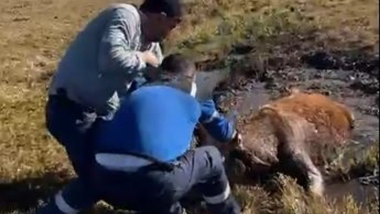 Ardahan'da bataklığa saplanan inek Aras Edaş ekiplerince kurtarıldı