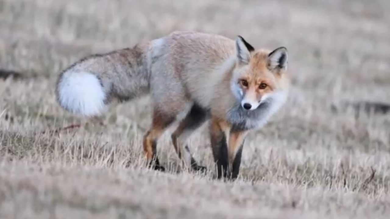 Ardahan Posof Aşıkzülali'de Kızıl Tilkinin Fare Avı Kameralara Yansıdı