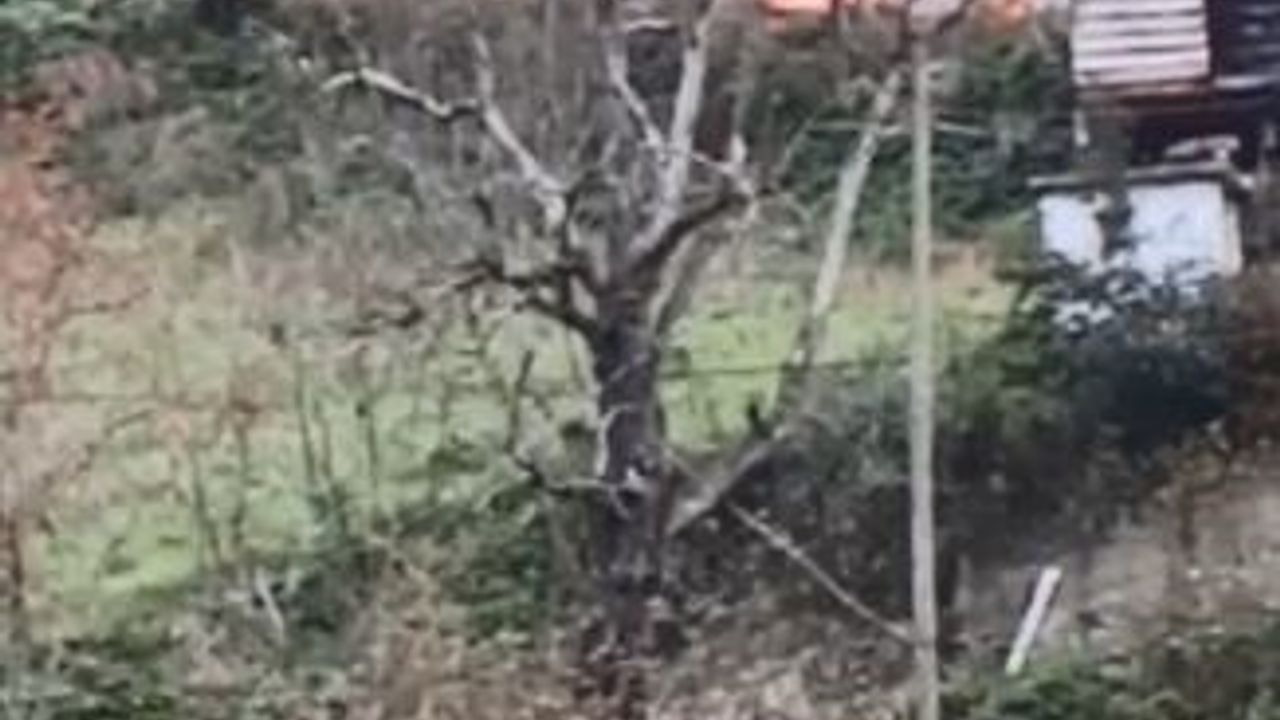 Artvin Borçka Demirciler'de İş Makinesi Alev Aldı, Kullanılamaz Hale Geldi