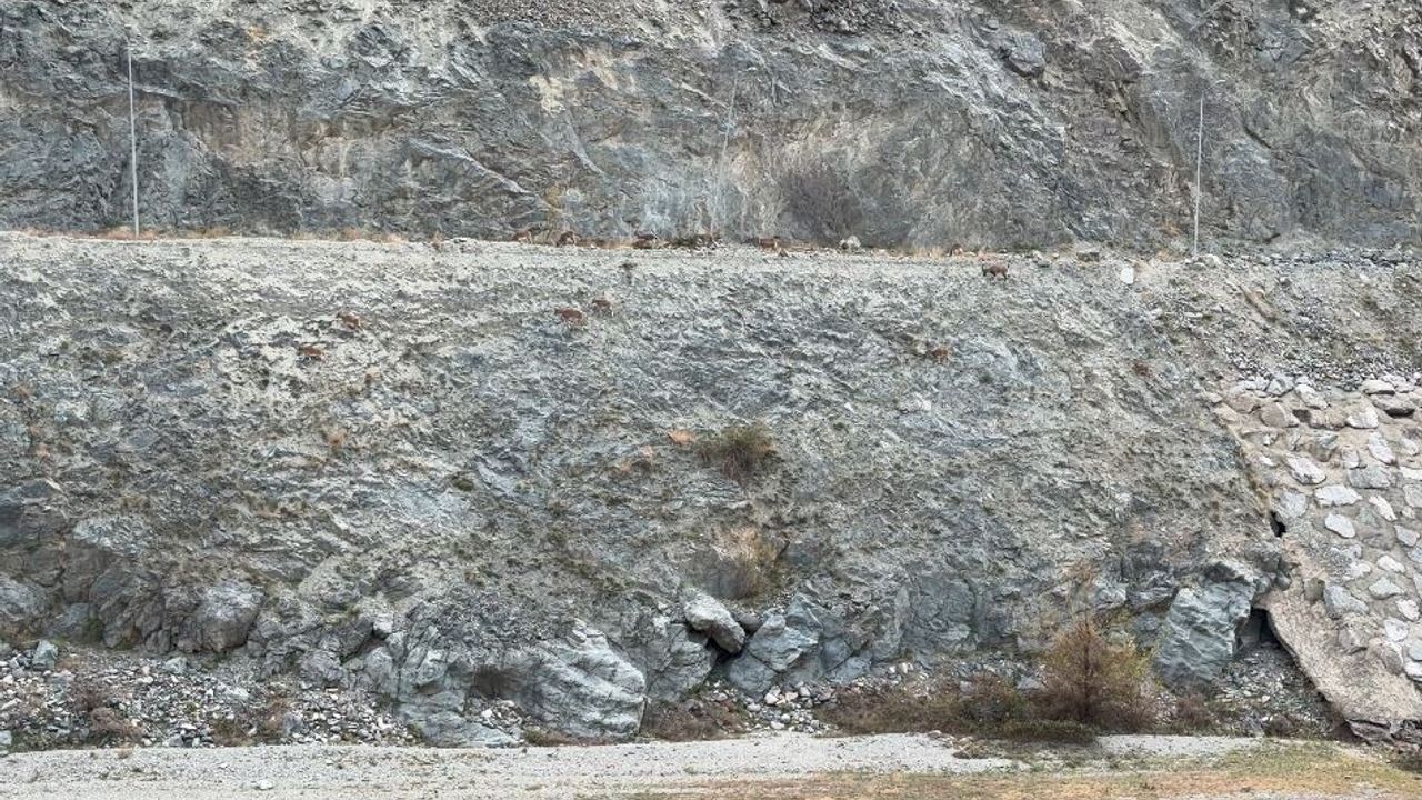 Artvin’de Çoruh Nehri Kıyısına İnen Dağ Keçileri Sürüsü İlk Kez Bu Kadar Kalabalık Görüntülendi