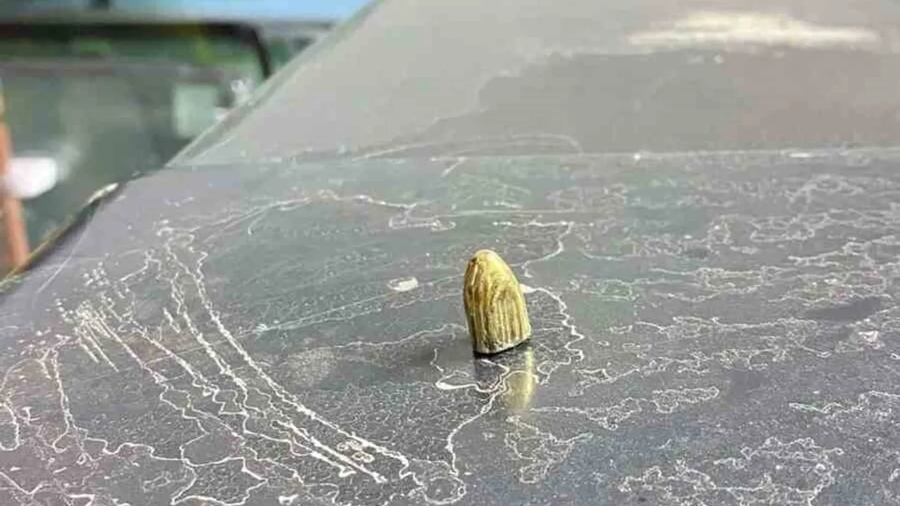 Artvin Hopa'da maganda kurşunu park halindeki araca ve iş yerine isabet etti