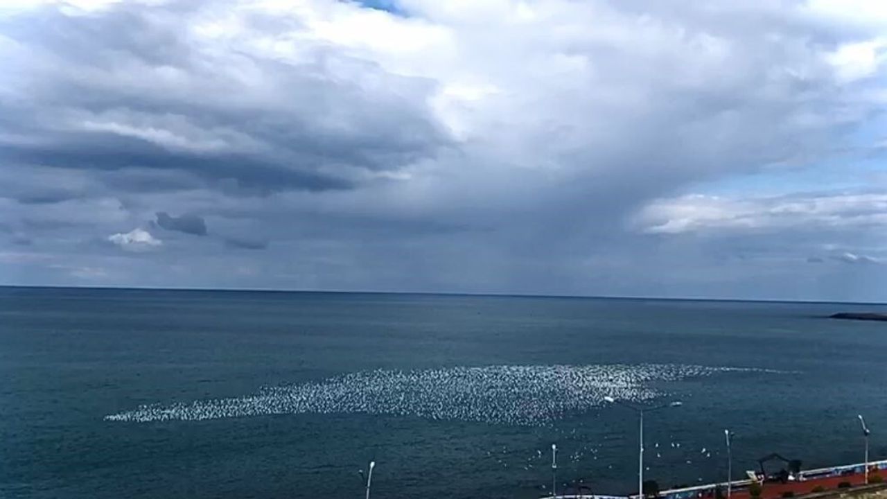 Artvin Hopa'da ziraat yangını ormana sıçradı; ekiplerin söndürme çalışmaları sürüyor