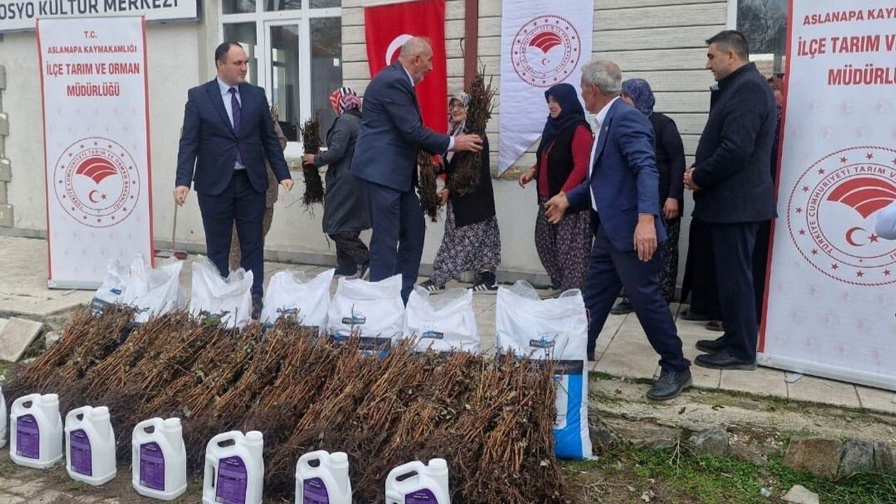 Aslanapa'da 13 kadın çiftçiye yüzde 75 hibeli 7 bin ahududu fidanı dağıtıldı