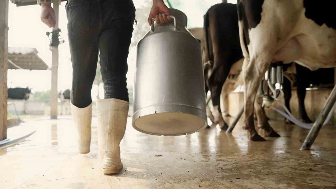 Aydın'da 9 bin 543 üreticiye 66 milyon 401 bin 359 TL çiğ süt destek ödemesi 7 Kasım'da yatırılıyor