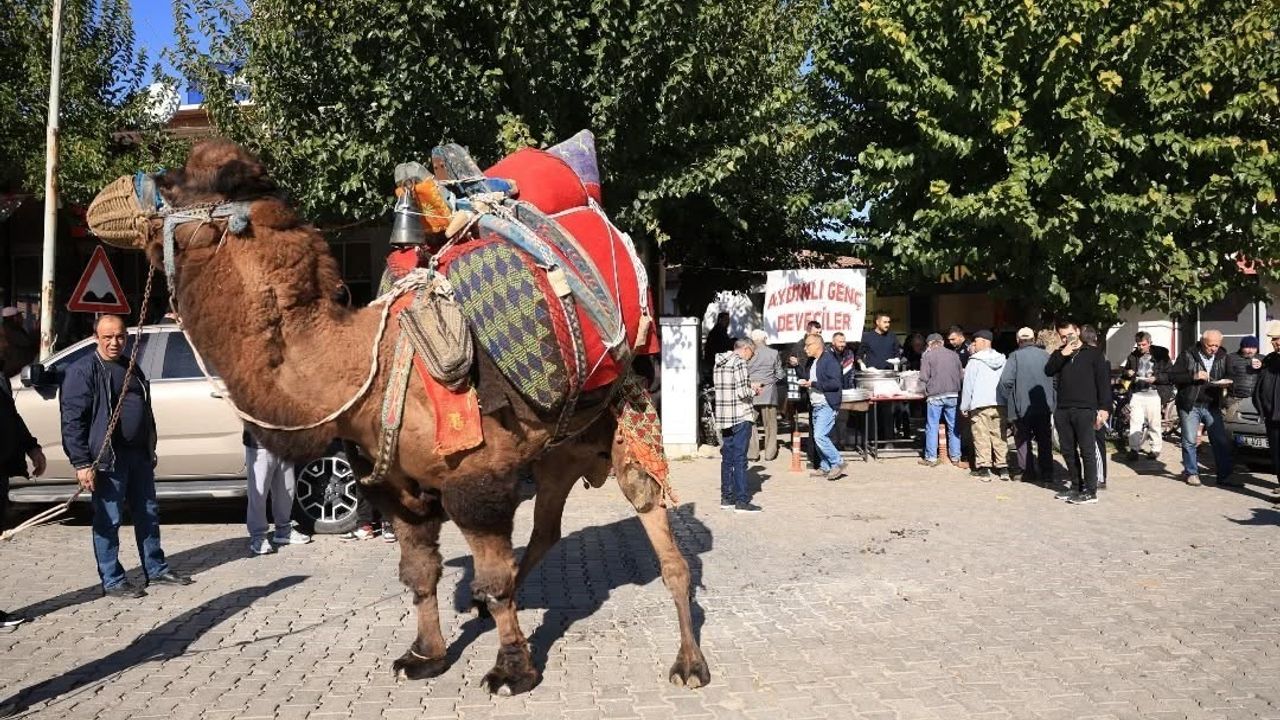 Aydın'da 'Havut Hayrı' Etkinliği: Devecilik Camiası Sezona Birlikte Hazırlandı
