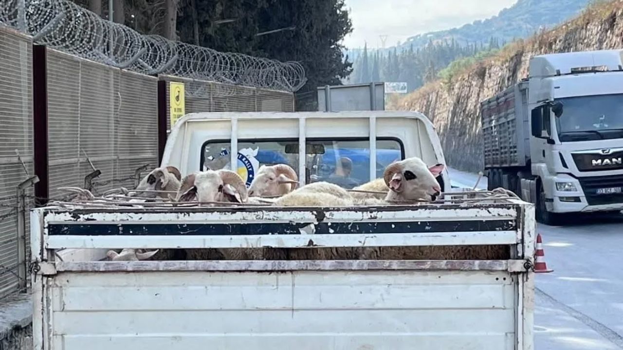 Aydın'da hayvan hareketleri ve hastalıklarla mücadele için yol kontrolleri sürüyor