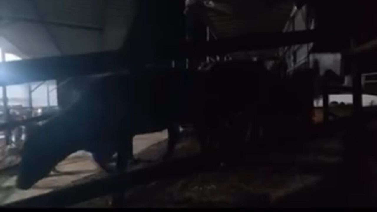 Aydın'da pasaportsuz 111 büyükbaş hayvan sevkiyatına 1 milyon 238 bin 719 TL ceza