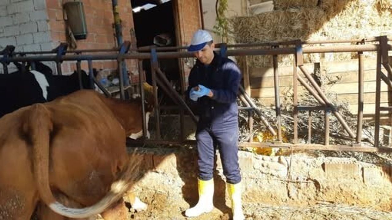 Aydın'da şap aşılaması sürüyor: Karacasu Bahçeköy'de büyükbaşlar korunuyor