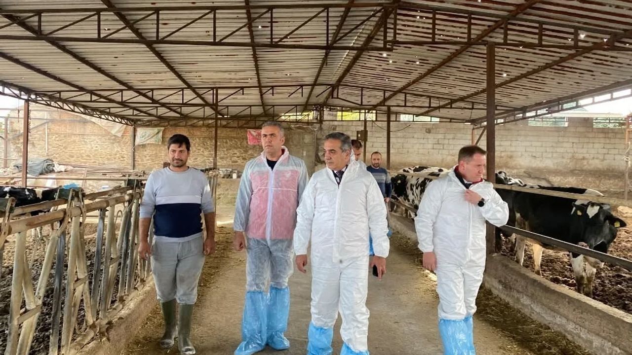 Aydın'da şapla mücadele: 565 bin 687 doz aşı uygulandı, tüm hayvanlar Sat-1 suşuyla aşılandı