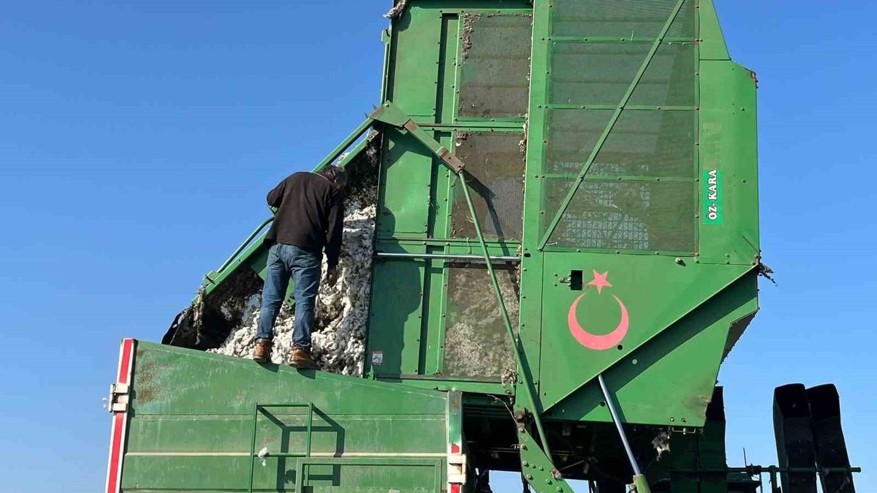 Aydın'da yağış pamuk kalitesini ve fiyatını düşürdü