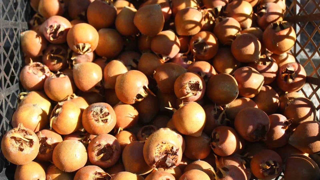 Aydın dağlarından toplanan beşbıyık (muşmula) tezgâhlarda: Doğal şifa ve kışa hazırlık