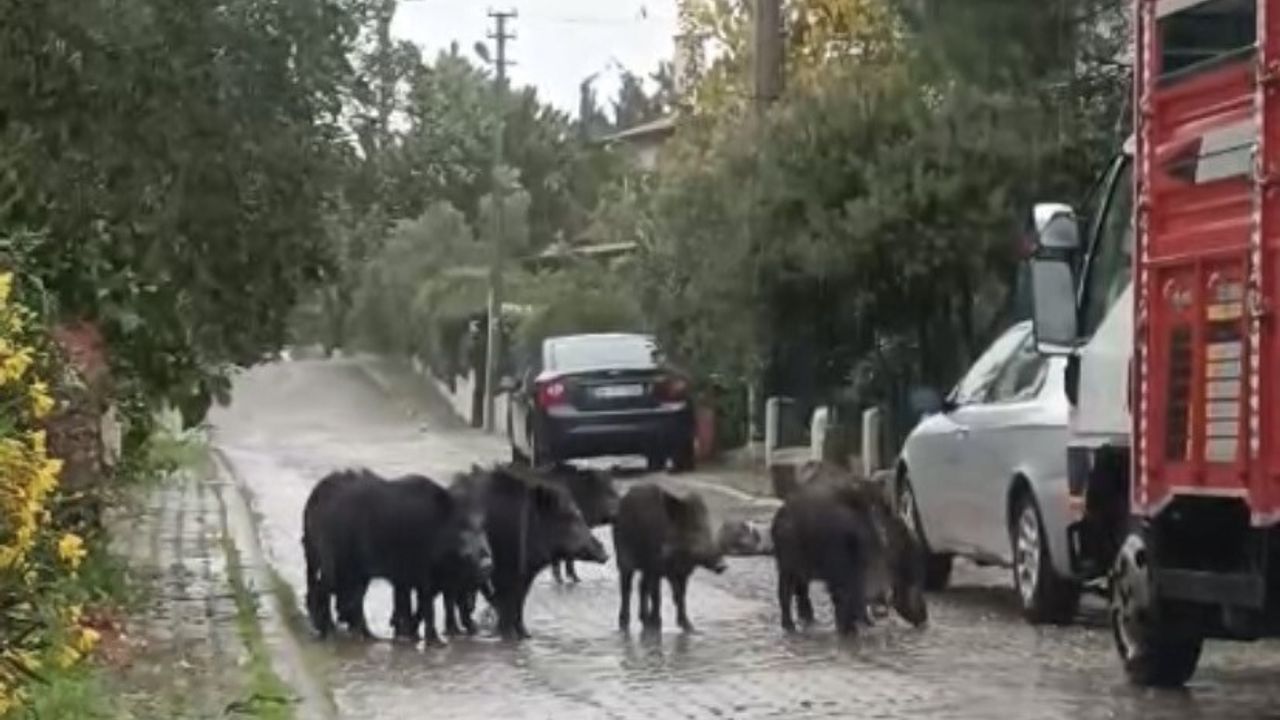 Ayvalık'ta yağışların üçüncü gününde aç kalan 8 yaban domuzu ilçe merkezine indi
