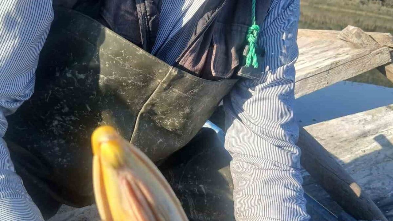 Azap Gölü'nde gagasına olta takılan tepeli pelikan balıkçıların müdahalesiyle kurtarıldı