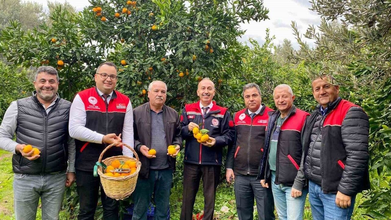 Balıkesir'de coğrafi işaretli Havran mandalinasında hasat sürüyor