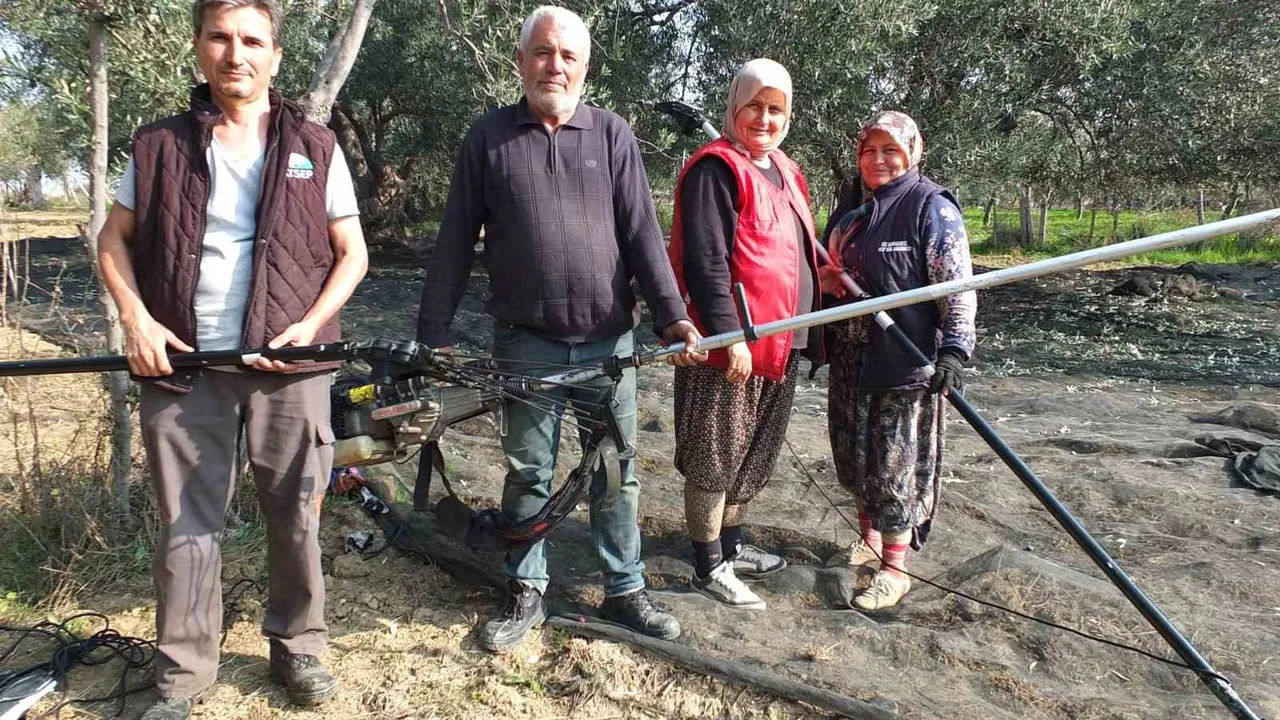 Balıkesir'in Burhaniye ilçesinde makineli zeytin hasadı verimi artırıyor
