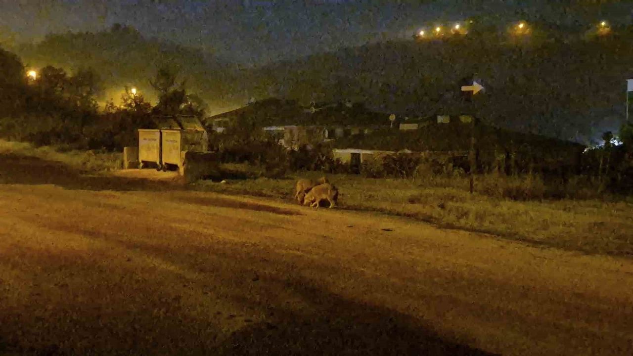 Bartın merkezinde çakallar site bahçesine indi; tilki de Emniyet Müdürlüğü önünde görüldü