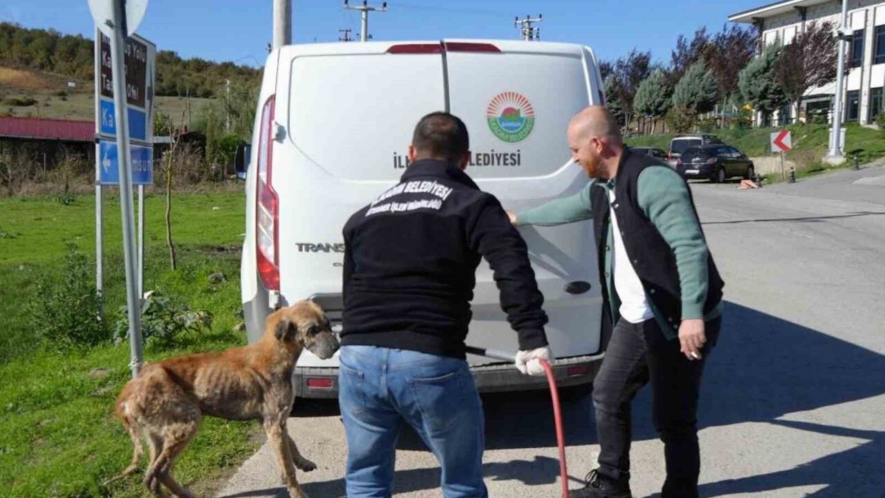 Başkan Kurnaz: İlkadım’da 1.500 kapasiteli doğal yaşam alanı ile sahipsiz hayvan sorununa çözüm hedefleniyor