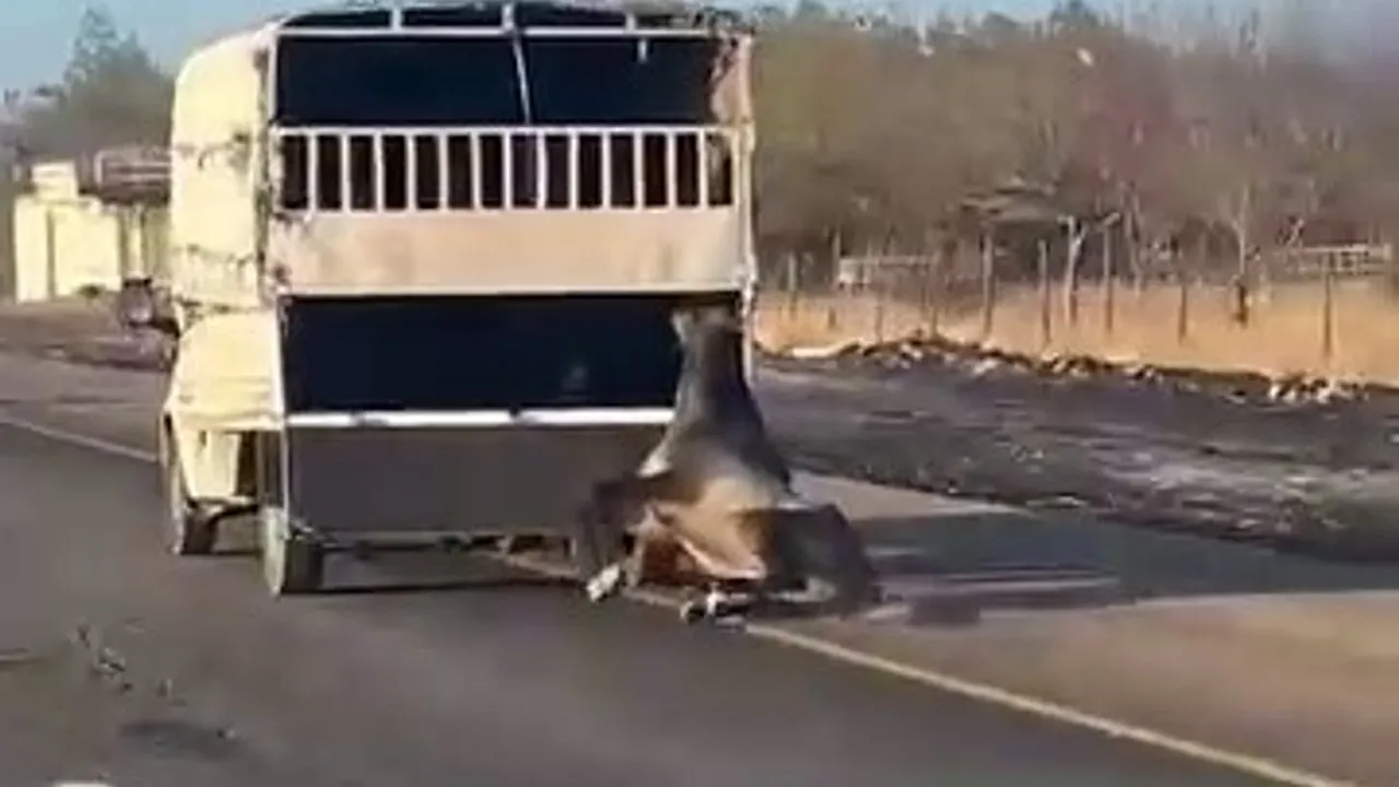 Batman-Beşiri Karayolu'nda kamyonetin arkasına bağlanan at yola düşüp sürüklendi