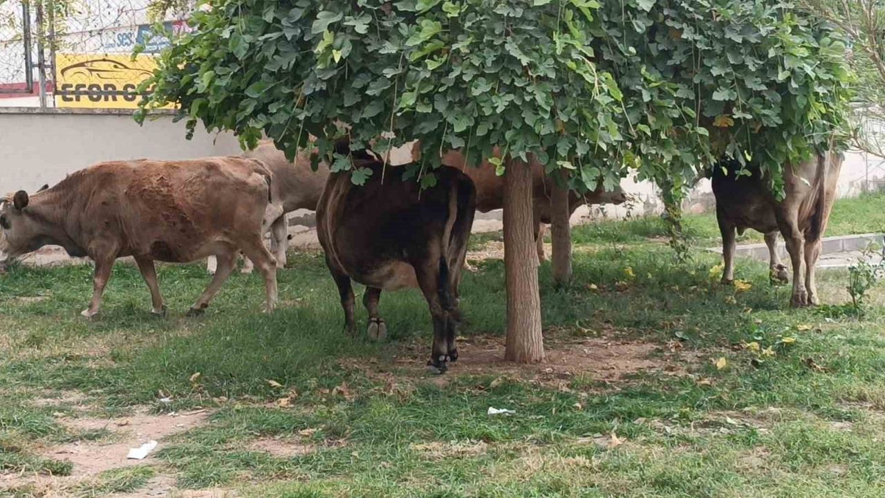 Batman'da Kent Merkezine İnen İnek Sürüsü Trafikte Kısa Süreli Aksamalara Neden Oldu