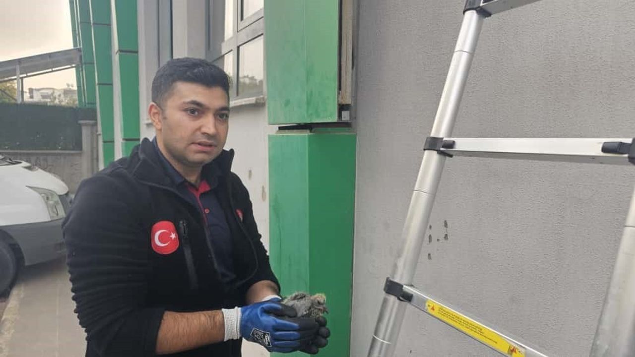 Batman'da Pınarbaşı Taziye Evi'nde kolonlara sıkışan kuş kurtarıldı