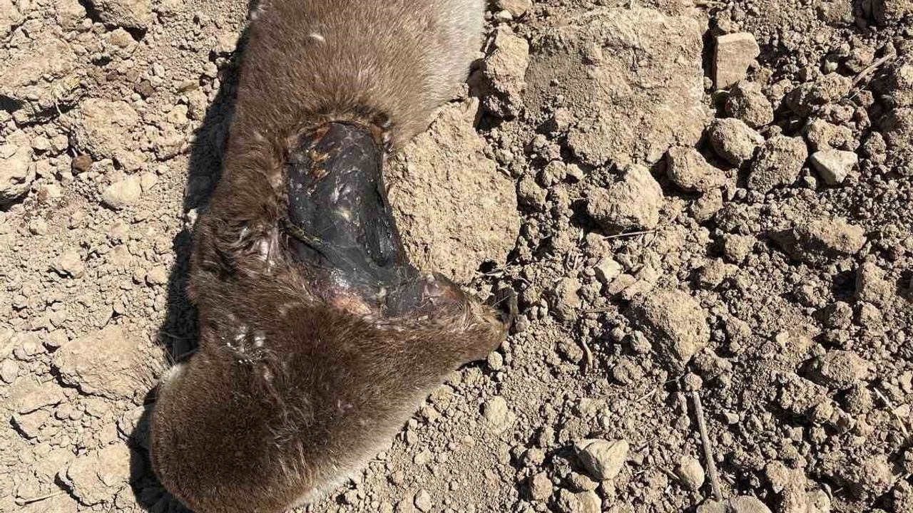 Batman Gercüş'te Koruma Altındaki Su Samuru Arazide Telef Bulundu