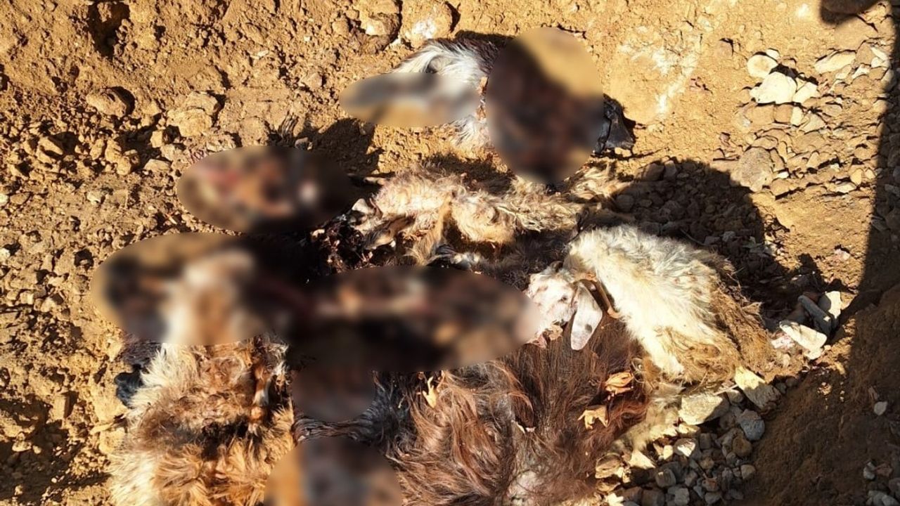 Batman Sason'da kurt saldırısı: 10 keçi telef oldu, 10 yaralandı