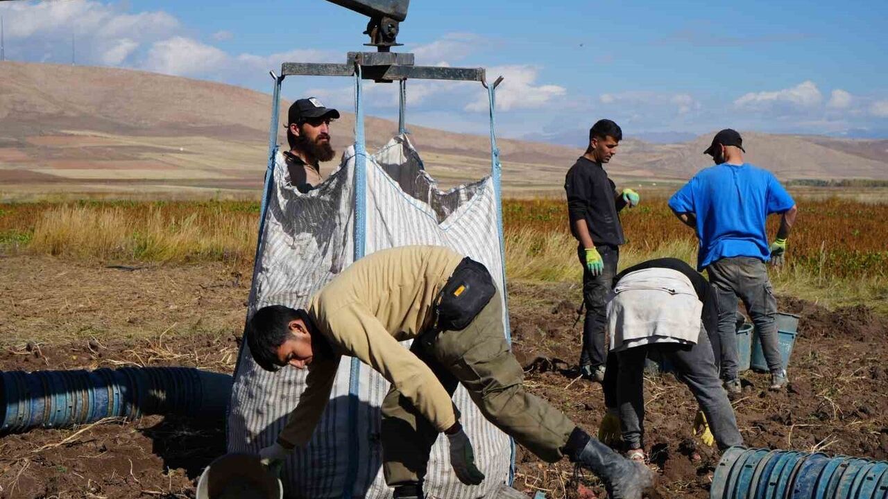 Bayburt Çayıryolu'nda patates hasadı sürüyor; işçi sıkıntısını İranlı mevsimlik işçiler karşılıyor