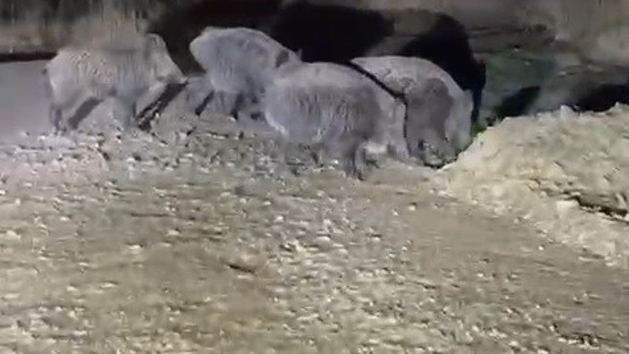 Bayburt'ta gece yarısı domuz sürüsü at sahiplerini tedirgin etti